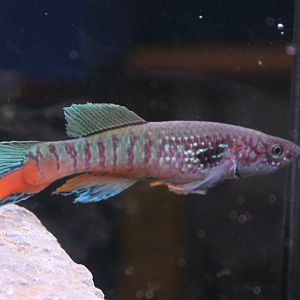 Fundulopanchax sjoestedti Blue Gularis