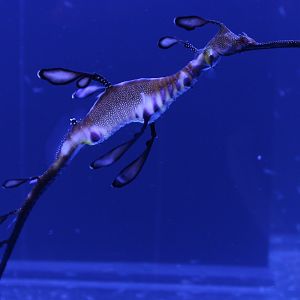 Common sea dragon - Phyllopteryx taeniolatus