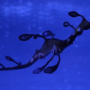 Common sea dragon - Phyllopteryx taeniolatus
