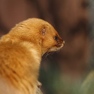Siberian weasel (Mustela sibirica)