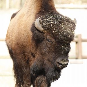Wood bison (Bison bison athabascae)