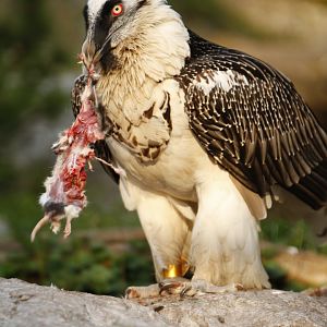 Lammergeier (Gypaetus barbatus)