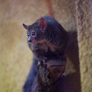 Garnett's bushbaby (Otolemur garnettii)
