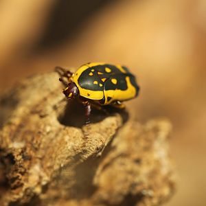 Sun beetle (Pachnoda aemula)