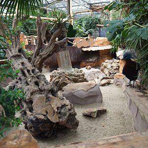 Black-tailed prairie dog exhibit, 2019-10-05