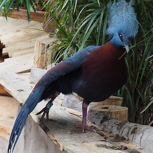 Sclater's crowned pigeon (Goura sclateri), 2019-10-05