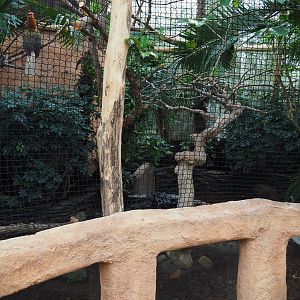 Northern Luzon rufous hornbill aviary, 2019-10-05