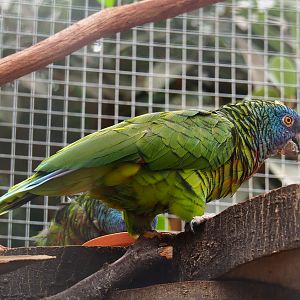 Saint Lucia amazon (Amazona versicolor), 2019-10-05