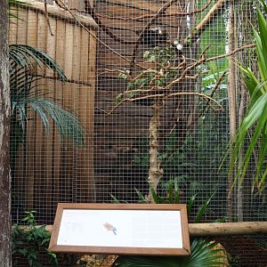 Saint Vincent amazon aviary, 2019-10-05