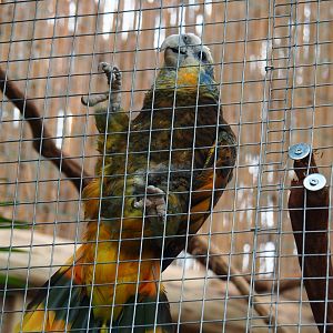 Saint Vincent amazon (Amazona guildingii), 2019-10-05