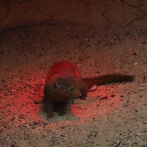Dwarf mongoose (Helogale parvula), 2019-10-05