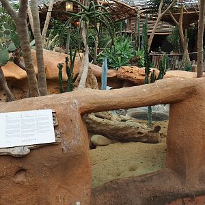 Dwarf mongoose exhibit, 2019-10-05