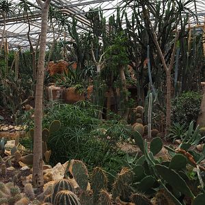 Cactus and succulent garden in the Oasis, 2019-10-05
