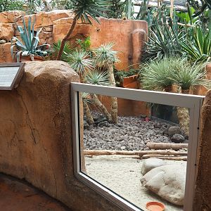 Meerkat exhibit, 2019-10-05