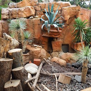 Meerkat exhibit, 2019-10-05