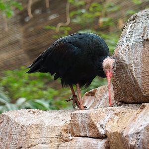 Juvenile Southern bald ibis (Geronticus calvus), 2019-10-05