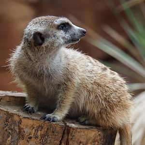 Meerkat (Suricata suricatta), 2019-10-05