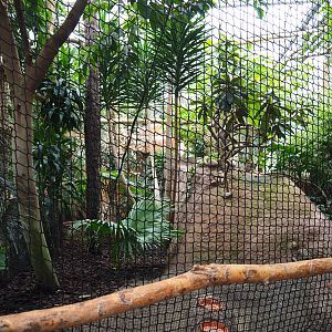 Bulwer's pheasant and Andean cock-of-the-rock, 2019-10-05