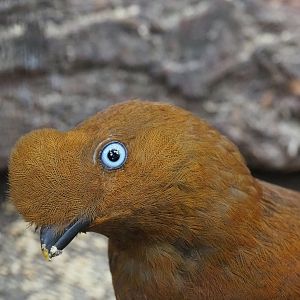 Female Andean cock-of-the-rock (Rupicola peruvianus peruvianus), 2019-10-05