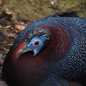 Bulwer's pheasant (Lophura bulweri), 2019-10-05