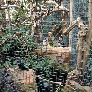 Palm cockatoo aviary, 2019-10-05