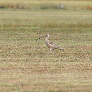 Long-billed Curlew- Numenius americanus
