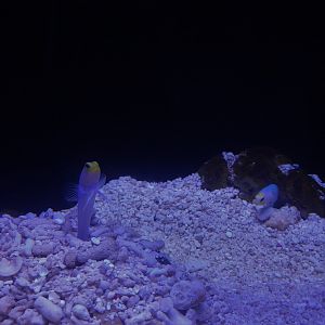 Yellowhead Jawfish