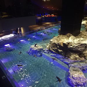 Magellanic Penguin Pool