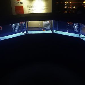 Goldfish Display