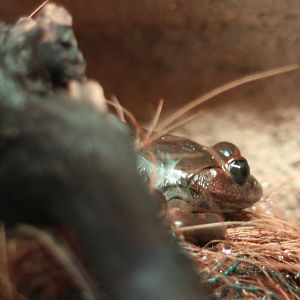 Trichobatrachus robustus