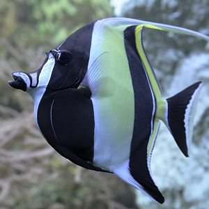 Moorish idol