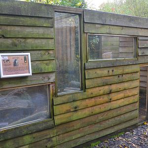 Egyptian Mongoose Enclosure at Axe Valley, 02/11/19