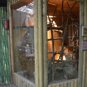 Potto and Chacoan Mara Enclosure at Axe Valley, 02/11/19