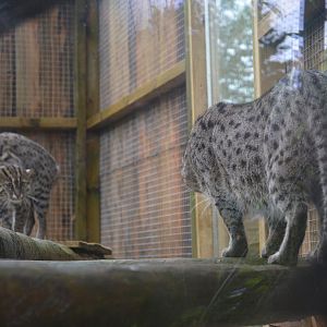 Fishing Cat Tension at Axe Valley, 02/11/19