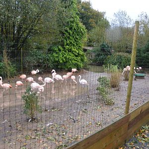 Flamingo Enclosure at Axe Valley, 02/11/19