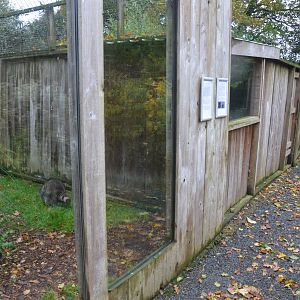 Raccoon and Raccoon Dog Enclosures at Axe Valley, 02/11/19
