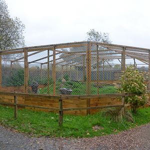 Serval Enclosure at Axe Valley, 02/11/19