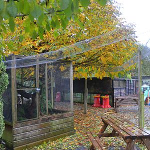 American Red Squirrel Enclosure at Axe Valley, 02/11/19