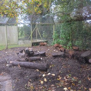 Bush Dog Enclosure at Axe Valley, 02/11/19