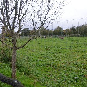 Plains Zebra Paddock at Axe Valley, 02/11/19