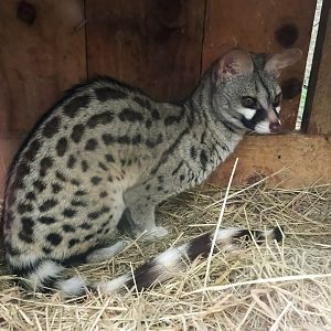 Small-spotted Genet at Axe Valley, 02/11/19
