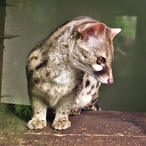 Cape Genet at Axe Valley, 02/11/19