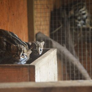 Indochinese Leopard Cat Kittens at Axe Valley, 02/11/19