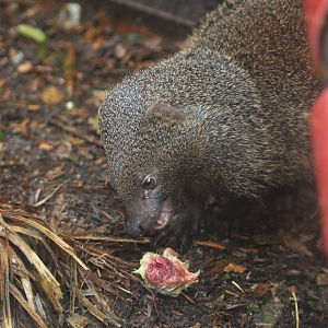 Egyptian Mongooses at Axe Valley, 02/11/19