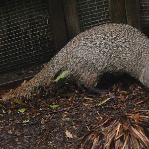 Egyptian Mongooses at Axe Valley, 02/11/19