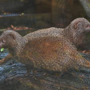 Egyptian Mongooses at Axe Valley, 02/11/19