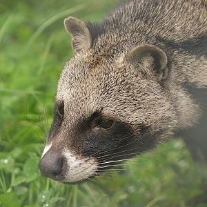 African Civet at Axe Valley, 02/11/19