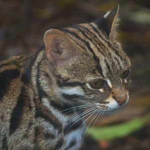 Indochinese Leopard Cat at Axe Valley, 02/11/19