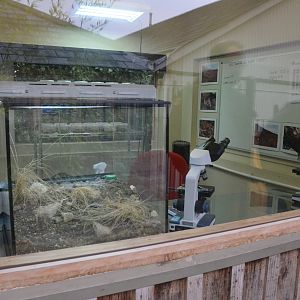 Desertas Wolf Spider Breeding Room at Longleat, 03/11/19