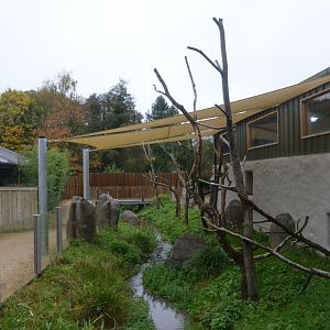 Koala and Potoroo Outdoor Enclosure at Longleat, 03/11/19